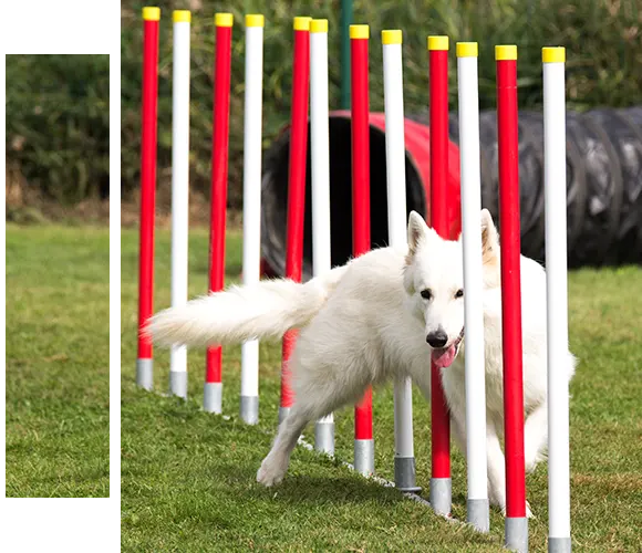 Training - Ein Schlusselinstrument fur ein gluckliches und geselliges Haustier